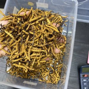 S1西藏野生冬虫夏4条一克 - 图片 2