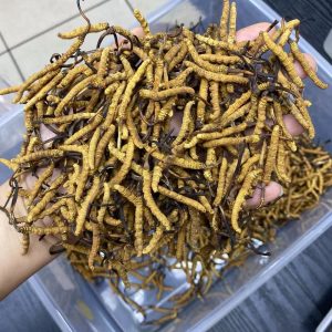 S1西藏野生冬虫夏4条一克