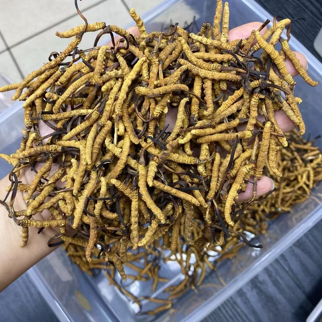 S1西藏野生冬虫夏4条一克