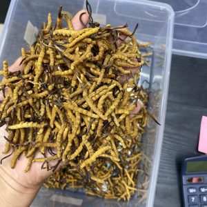 S1西藏野生冬虫夏4条一克 - 图片 7