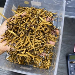 S1西藏野生冬虫夏4条一克 - 图片 8