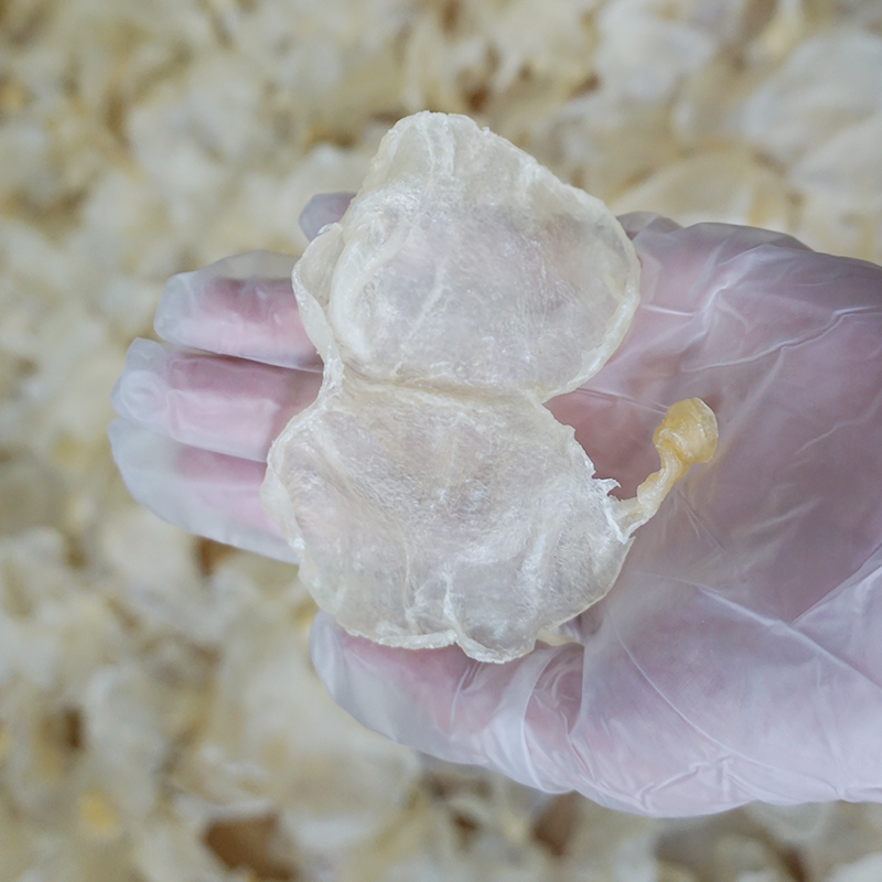 鱼胶-加州蝶胶做法 鱼胶-加州蝶胶做法